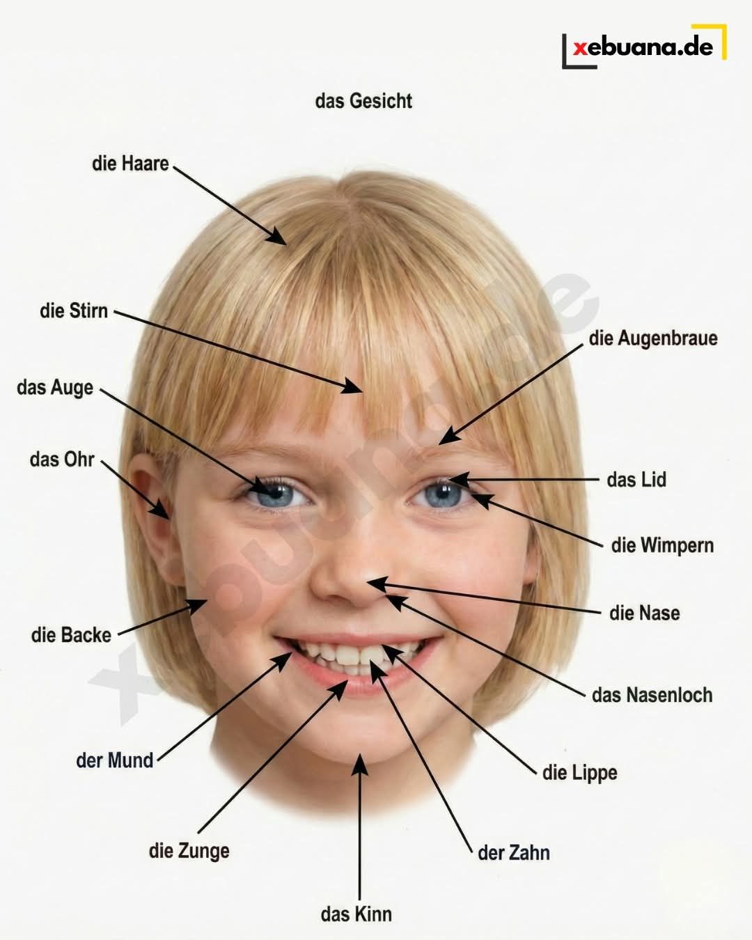 Xebuana.de – Parts of the Face in German  #deutschlernen #learngerman #learngermanonline #deutschkurs  #germanlanguage #german #deutsch  #germanlearning #studygerman #germancourse #GermanVocabulary #LanguageLearning #xebuana | Facebook