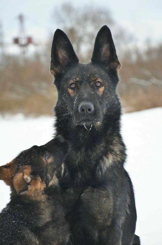 Beautiful German Shepherd