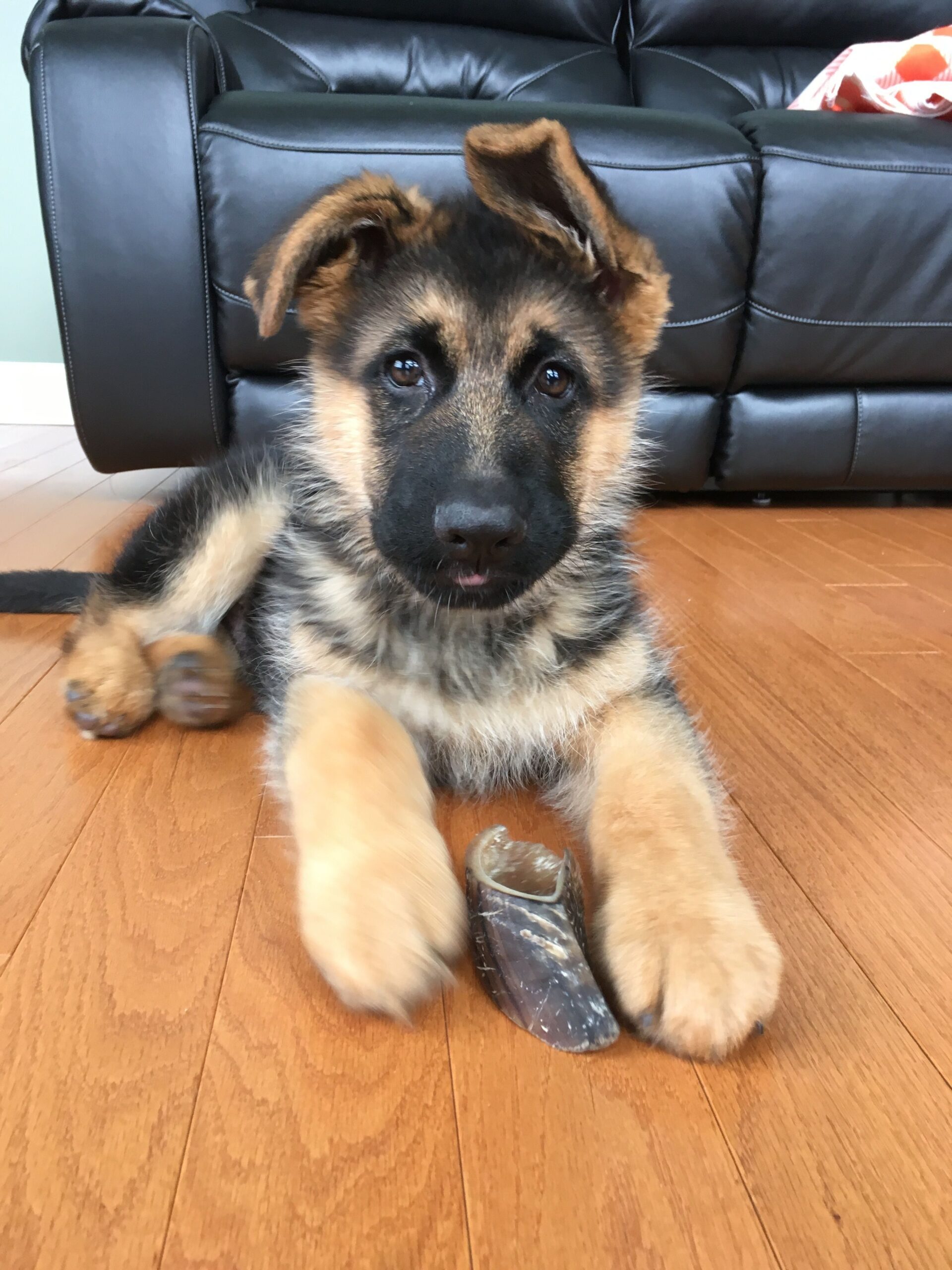 Gsd puppy
