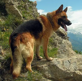 The Six Best Dogs to Have With You When The SHTF | Ready Nutrition