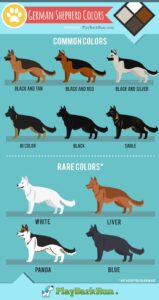 German Shepherd Coat – [Colors, Length, & Care] | PlayBarkRun