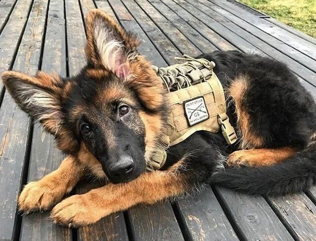 50 Female Military Dog Names – The Paws