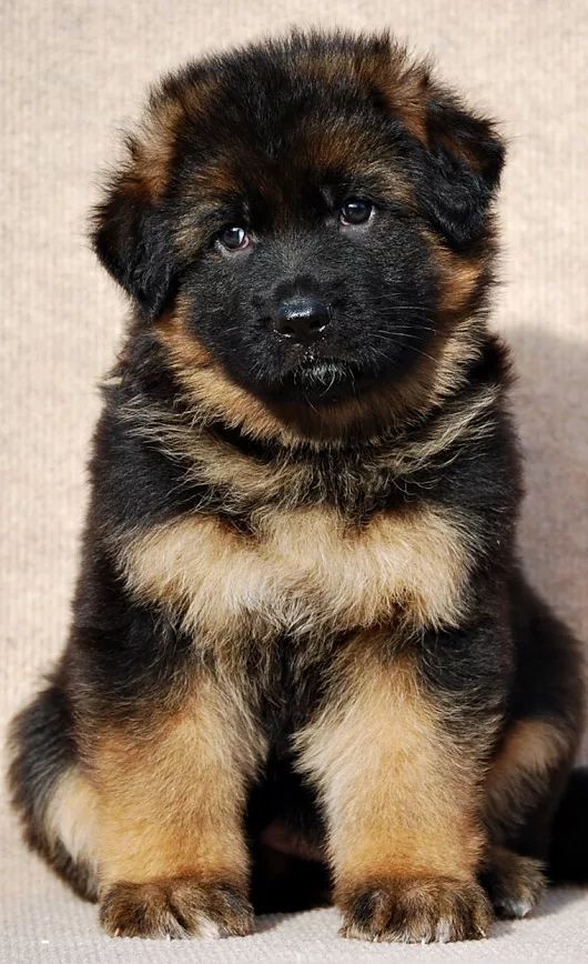 Kaufmanns Hvalpetræning | Hundetræner i Midt- & Nordjylland