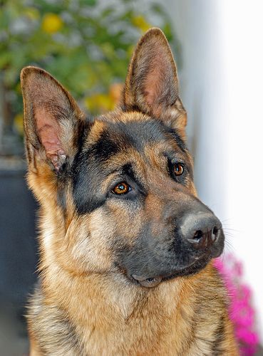Dog  –  German Shepherd