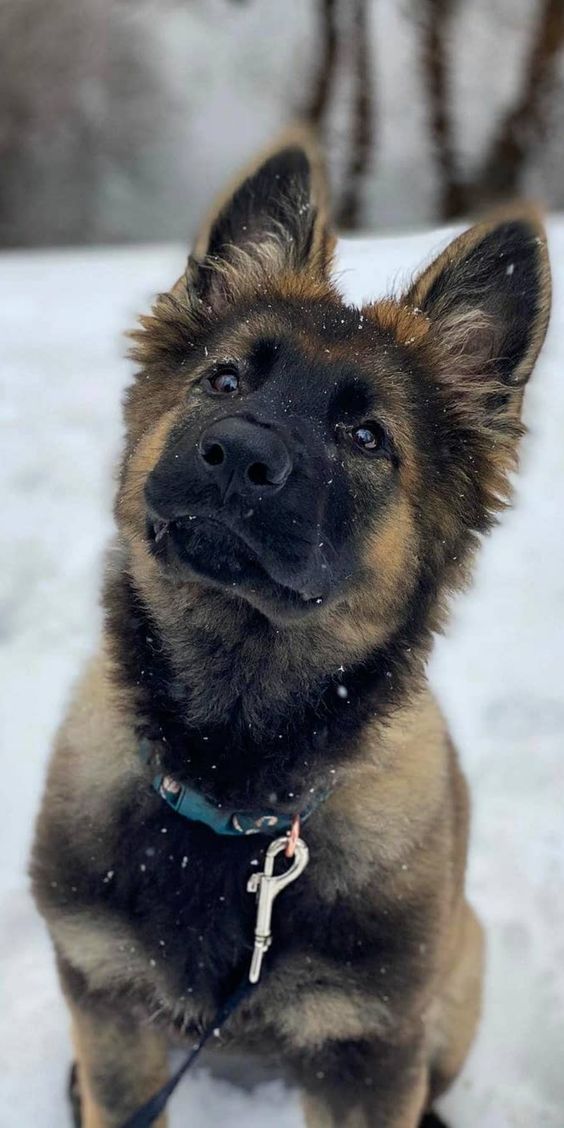 5 Simple Dog Training Tips That Will Change Your Dogs In No Time!